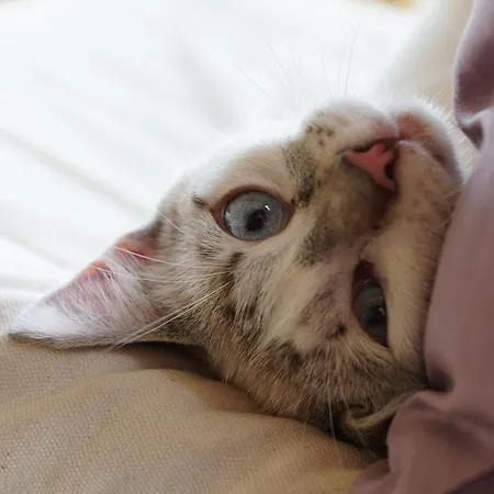 Bout De Cote Bed & Breakfast 3*