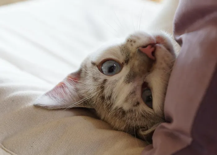 Bout De Cote Bed & Breakfast 3*